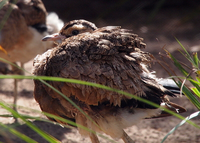 [The bird is standing, but its head is tucked very close to its body exposing only the upper half and beak of the head. The body feathers are puffy and are a variegated brown color with many small details.]